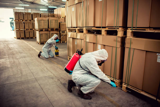 Wasp Removal Services in Elmwood Park, IL