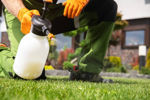 Best Local Pest Control Services  in Elmwood Park, IL