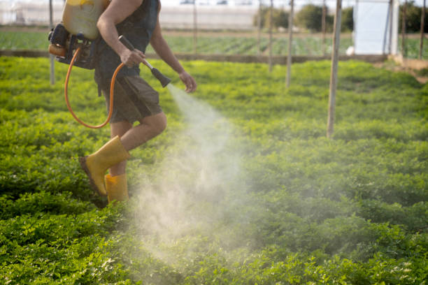 Best Affordable Pest Control Services  in Elmwood Park, IL